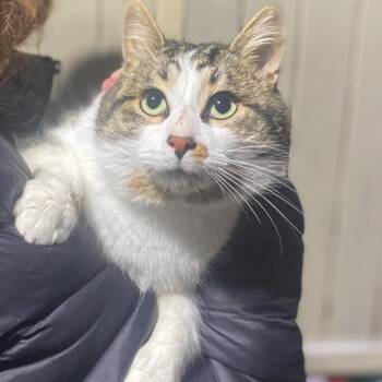 Domestic Short Hair Cats Available for Adoption - Polar Plunge | PetCurious