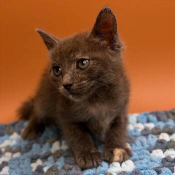 Hiawatha -  Domestic Short Hair Cat for Adoption in San Antonio, Texas - Hiawatha | PetCurious