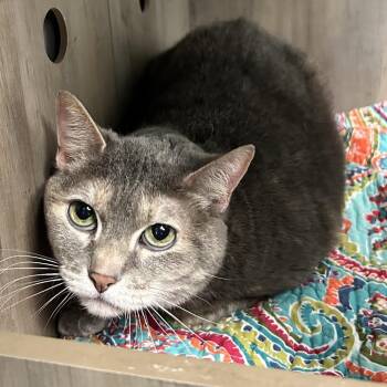 Domestic Short Hair Cats Available for Adoption in Abilene, Texas - Jada | PetCurious