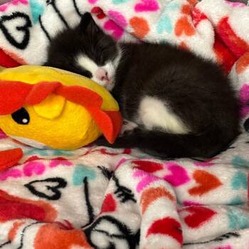 Guava -  Domestic Short Hair Cat for Adoption in Philadelphia, Pennsylvania - Guava | PetCurious