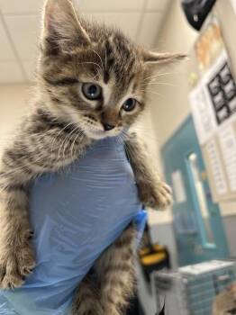 Domestic Short Hair Cats Available for Adoption in Las Vegas, Nevada - GEORGIA | PetCurious