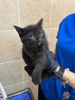Gideon -  Domestic Short Hair Cat for Adoption in Hobbs, New Mexico - Gideon | PetCurious