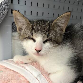 Jolie (J2) -  Domestic Short Hair Cat for Adoption in Ojai, California - Jolie (J2) | PetCurious