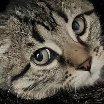 Rescue Domestic Short Hair Cats for Adoption in Lake Geneva, Wisconsin - Smore | PetCurious