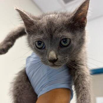 Peony -  Domestic Short Hair Cat for Adoption in Nashville, Tennessee - Peony | PetCurious