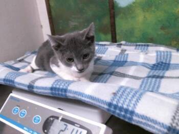 Domestic Short Hair Cats Available for Adoption in Houston, Texas - TAZ | PetCurious