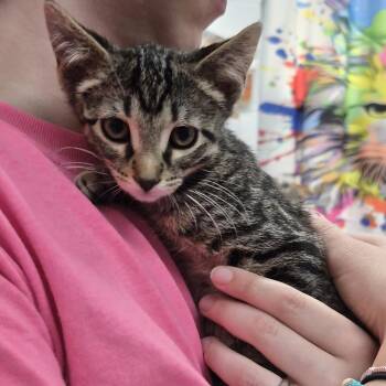 Slinky -  Domestic Short Hair Cat for Adoption in Ardmore, Oklahoma - Slinky | PetCurious