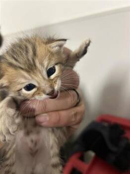 Rescue Domestic Short Hair Cats for Adoption in Houston, Texas - A645127 | PetCurious