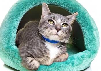 Domestic Short Hair Cats Available for Adoption in Fort Lauderdale, Florida - GEMINI | PetCurious