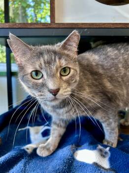 Kiki -  Dilute Tortoiseshell Cat for Adoption in Grand Rapids, Michigan - Kiki | PetCurious