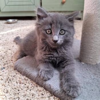 Bilbo Adams/Weingarten -  Domestic Medium Hair Cat for Adoption in Morrison, Colorado - Bilbo Adams/Weingarten | PetCurious