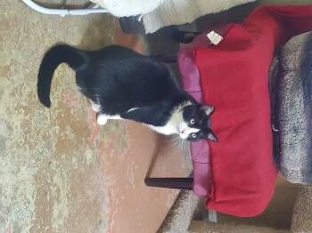 Rescue American Shorthair Cats for Adoption in Tunica, Mississippi - Sam | PetCurious