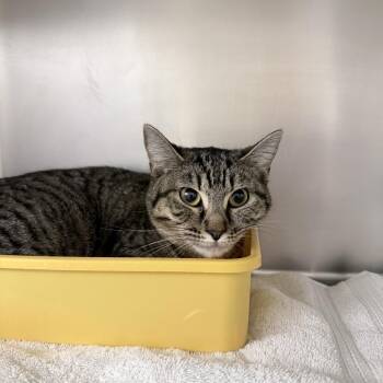 Domestic Short Hair Cats Available for Adoption - Esmerelda | PetCurious