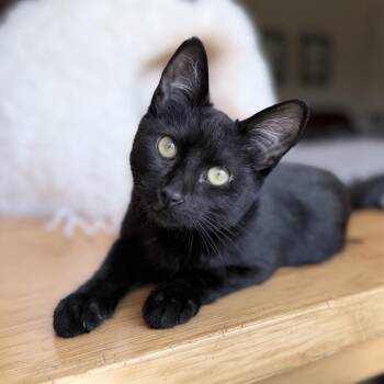 Newby -  Domestic Short Hair Cat for Adoption in Springfield, Oregon - Newby | PetCurious