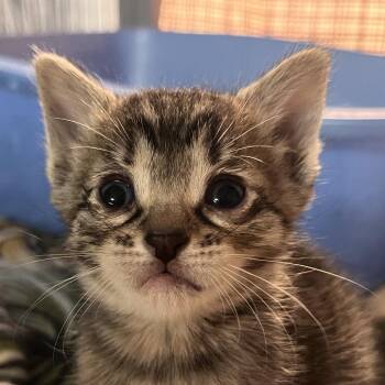 Bisque -  Domestic Short Hair Cat for Adoption in Clarksville, Arkansas - Bisque | PetCurious