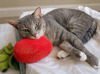 Minnow - 2 Years ( Avail 7/15) -  Domestic Short Hair Cat for Adoption in Sterling, Massachusetts - Minnow - 2 Years ( Avail 7/15) | PetCurious