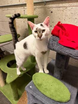 Maple -  Domestic Short Hair Cat for Adoption in Olean, New York - Maple | PetCurious