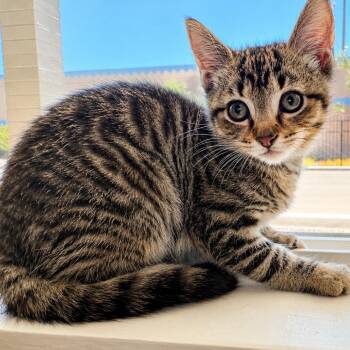 Fievel -  Domestic Short Hair Cat for Adoption in Tucson, Arizona - Fievel | PetCurious