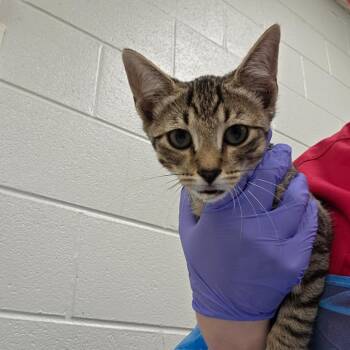 Len -  Domestic Short Hair Cat for Adoption in Chattanooga, Tennessee - Len | PetCurious