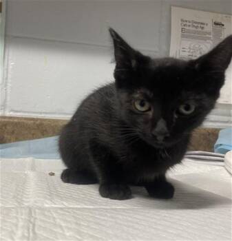SUPERMAN -  Domestic Short Hair Cat for Adoption in Tallahassee, Florida - SUPERMAN | PetCurious