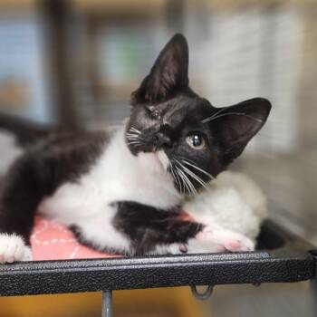 Quince -  Domestic Short Hair Cat for Adoption in Lynchburg, Virginia - Quince | PetCurious