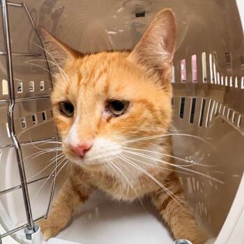 Kabal -  Domestic Short Hair Cat for Adoption in Winston-salem, North Carolina - Kabal | PetCurious