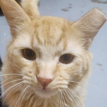 Orangie -  Domestic Medium Hair Cat for Adoption in Casa Grande, Arizona - Orangie | PetCurious