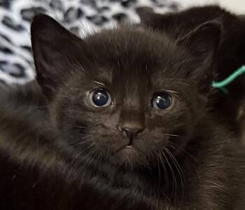 Domestic Short Hair Cats Available for Adoption - Matilda | PetCurious