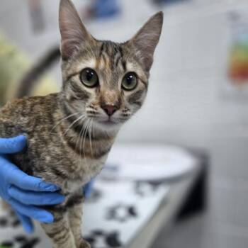 Sunglow -  Domestic Short Hair Cat for Adoption in Incline Village, Nevada - Sunglow | PetCurious