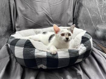 A121882 -  Domestic Short Hair Cat for Adoption in Grovetown, Georgia - A121882 | PetCurious