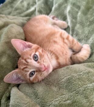 Coleman -  Domestic Short Hair Cat for Adoption in Millcreek, Utah - Coleman | PetCurious