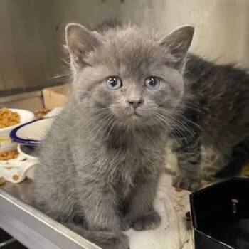 Daisy -  Domestic Medium Hair Cat for Adoption in Springfield, Illinois - Daisy | PetCurious