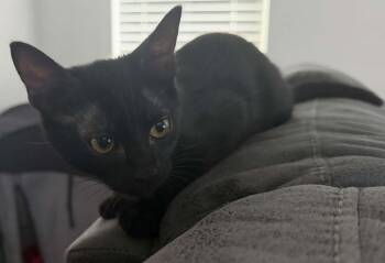 Dino (TS) -  Domestic Short Hair Cat for Adoption in Schertz, Texas - Dino (TS) | PetCurious