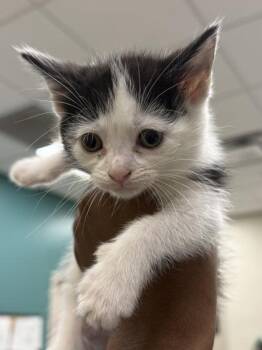 Sour Patch -  Domestic Short Hair Cat for Adoption in Fishers, Indiana - Sour Patch | PetCurious