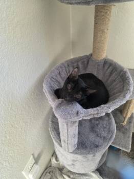 Spare Tire -  Domestic Short Hair Cat for Adoption in Tucson, Arizona - Spare Tire | PetCurious
