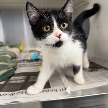 Diana -  Domestic Short Hair Cat for Adoption in Pittsburgh, Pennsylvania - Diana | PetCurious