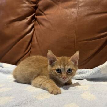 Peppy -  Domestic Short Hair Cat for Adoption in Cumming, Georgia - Peppy | PetCurious