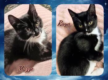 MAZEE & RAYA -  Domestic Short Hair Cat for Adoption in Corinth, New York - MAZEE & RAYA | PetCurious