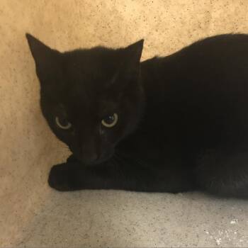 Lunita -  Domestic Short Hair Cat for Adoption in Philadelphia, Pennsylvania - Lunita | PetCurious