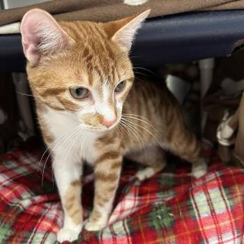 Domestic Short Hair Cats Available for Adoption - Hovercraft | PetCurious