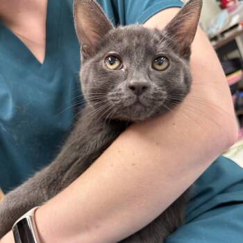 Gandalf -  Domestic Short Hair Cat for Adoption in Kent, Washington - Gandalf | PetCurious