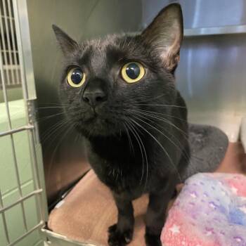 Isabelle -  Domestic Short Hair Cat for Adoption in Dayton, Ohio - Isabelle | PetCurious