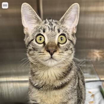 Pico -  Domestic Short Hair Cat for Adoption in Hemet, California - Pico | PetCurious