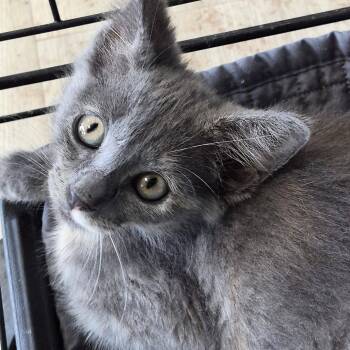 Bridget -  Domestic Medium Hair Cat for Adoption in Cleveland, Mississippi - Bridget | PetCurious