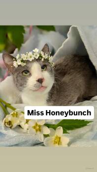 Domestic Short Hair Cats Available for Adoption in Walnut Creek, California - Miss Honeybunch At Martinez PFE  May 2nd | PetCurious