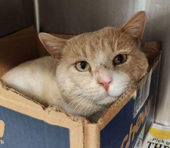 Domestic Short Hair Cats Available for Adoption in Stratham, New Hampshire - Holden (aka Rider) | PetCurious