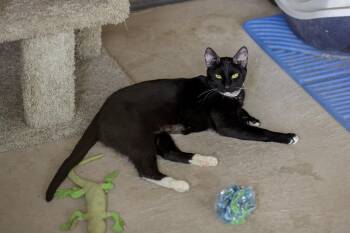 Posh Spice -  Domestic Short Hair Cat for Adoption in Marana, Arizona - Posh Spice | PetCurious