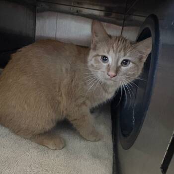 Rescue Domestic Short Hair Cats for Adoption in Glenwood, Minnesota - Goldie | PetCurious