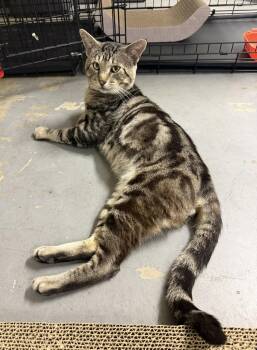 max -  Tabby and Domestic Short Hair Cat for Adoption in San Jose, California - Max | PetCurious