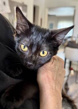 Rescue Domestic Short Hair Cats for Adoption in Sonora, California - Shadow | PetCurious